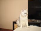 Шотландский вислоухий котенок золотои (кот) объявление продам