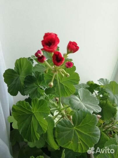 Пеларгония герань розебудная