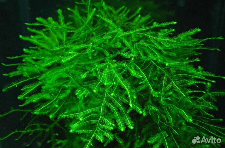 Растения для аквариума