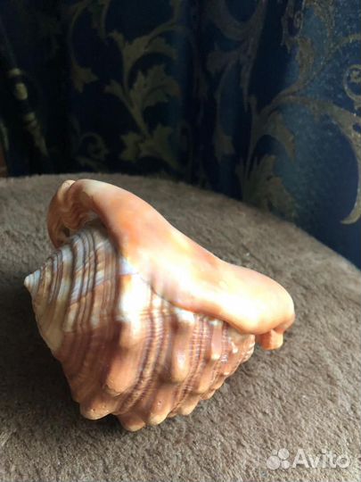 Ракушка морская большая из Кубы