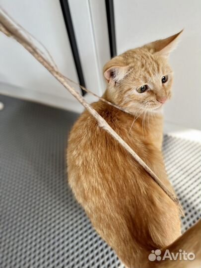 Котенок ищет дом