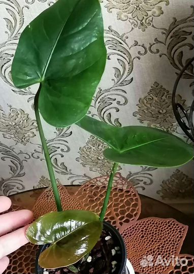 Антуриум Буггати ред