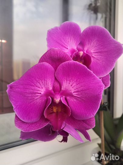 Орхидея фаленопсис violet angel