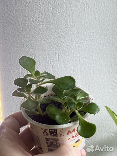 Аихризон - дерево любви и счастья