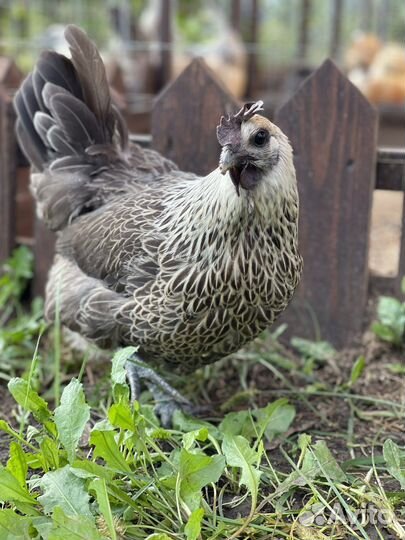 Куры несушки породистые
