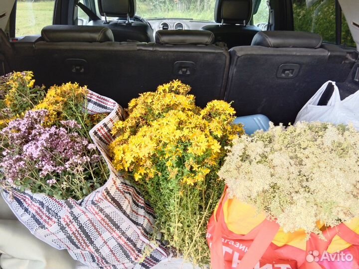 Душица, зверобой. Свежий сбор 2023 г