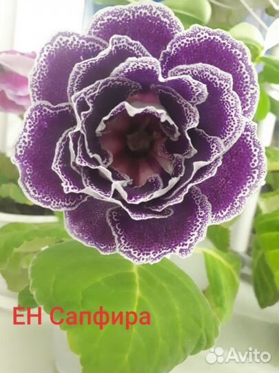 Клубенек глоксинии ен Сапфира