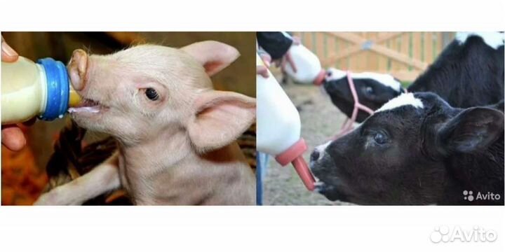 Сухое Молоко для животных