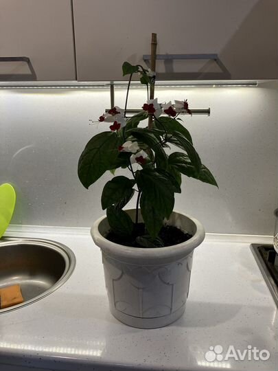 Клеродендрум томпсон