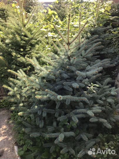 Голубые и зеленые ели