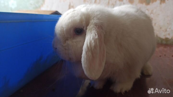 Декоративный кролик вислоухая барашка