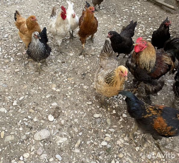 Домашние куры разных пород