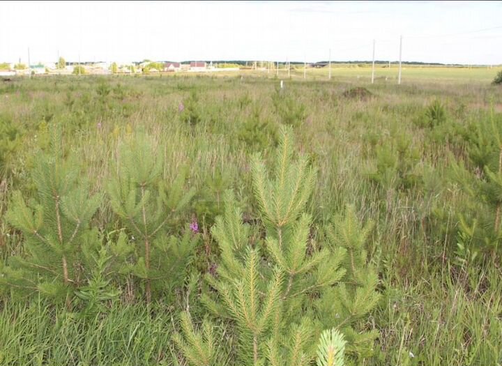 Участок 10 сот. (ИЖС)