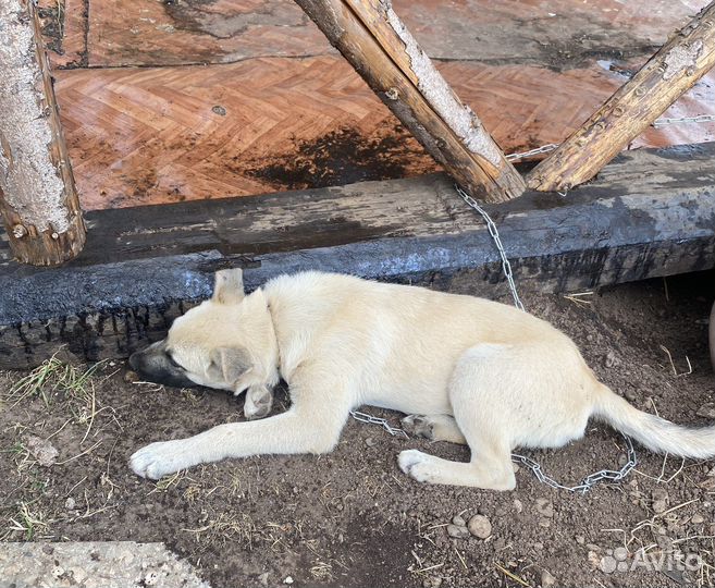 Щенок в добрые руки