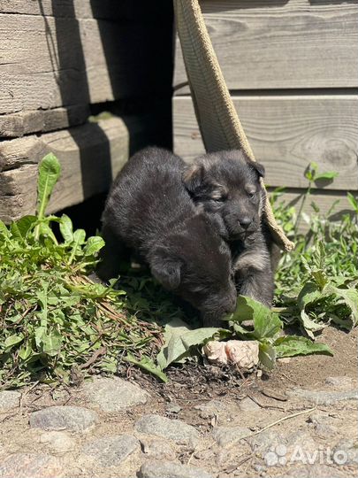 Щенки в добрые руки даром ленинградская область