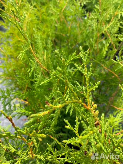 Туя брабант даника