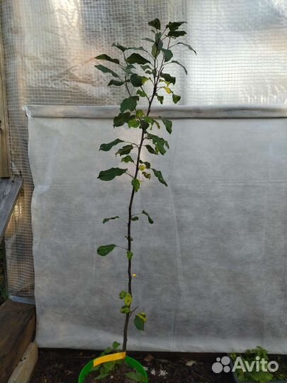 Яблоня Уэлси и Уральский сувенир