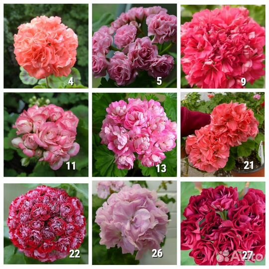 Саженцы Пеларгонии зональной махровой в горшке 8*8