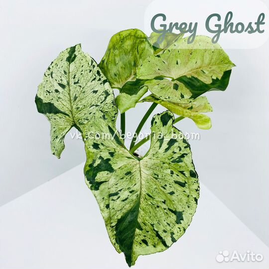 Сингониум Grey Ghost, Scrambled Eggs, Pink Mosaic