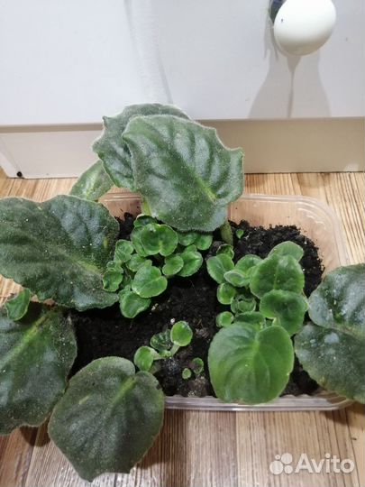 Сортовые фиалки