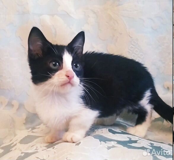 Котята манчкин, девочка стандарт