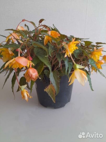 Бегония беллекония Манго