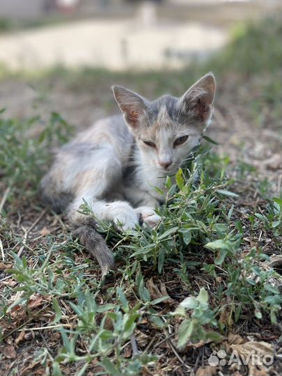 Котята отдам в добрые руки бесплатно