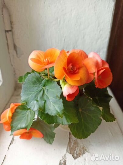 Бегония элатиор оранжевая