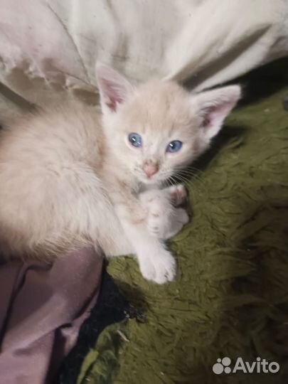 Отдам в добрые руки котят