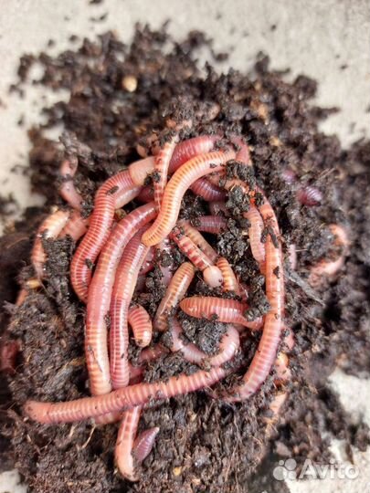 Черви красные и дендробена