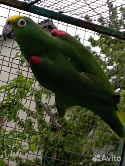 Нужен самец амазона