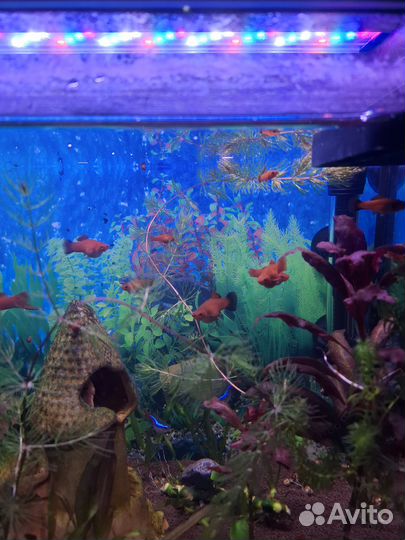 Аквариумные рыбки