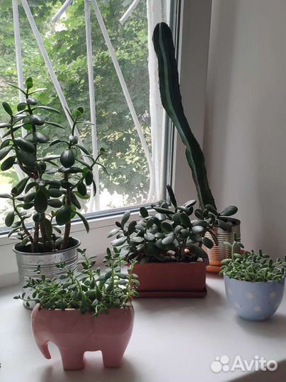Суккуленты