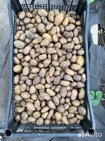Семенной картофель