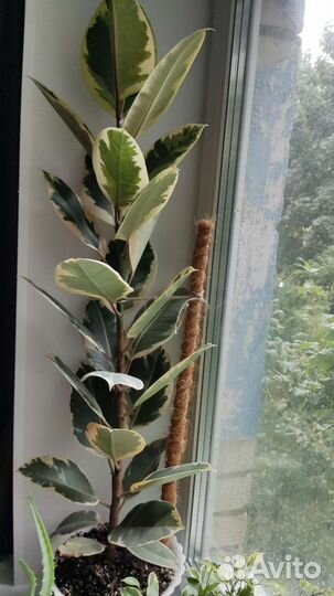 Фикус каучуконосный большой