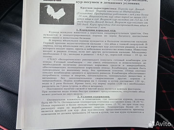 Куры несушки