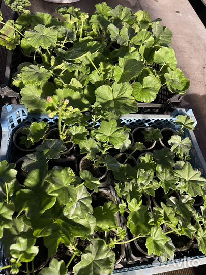 Пеларгония Calliope Dark Red