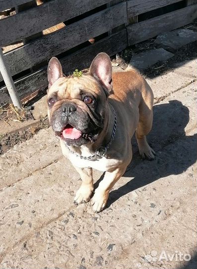 Вязка, Щенки