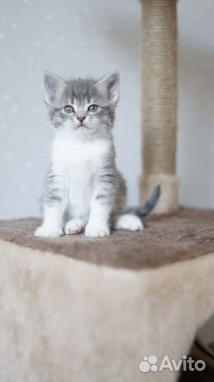 Котята в добрейшие руки