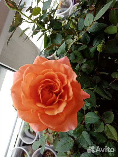 Розы комнатные