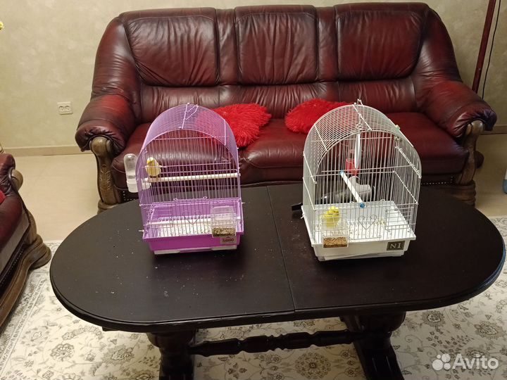 Клетка, с попугаем или кенором