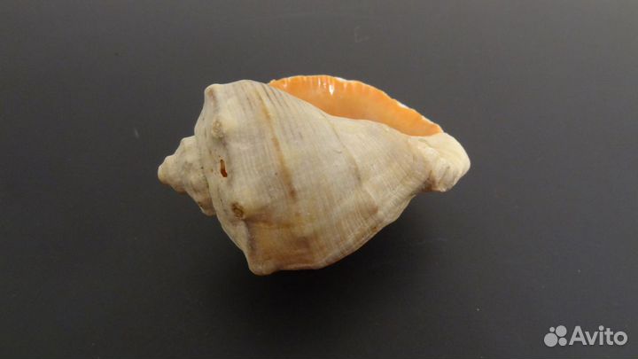 Ракушка рапан крупная спиральная морская