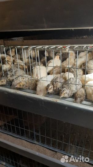 Инкубационное яйцо перепелов