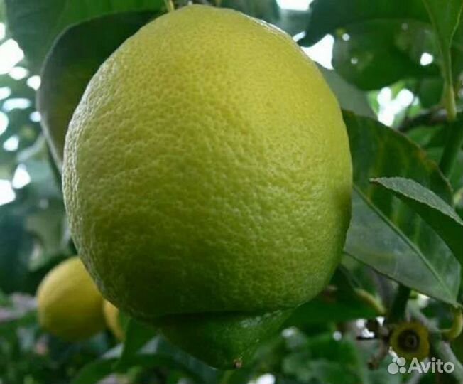 Декабрист,хойя,юдзу,аглаонема, бамбук