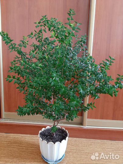 Мирт комнатный