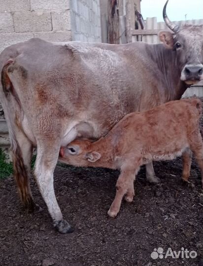 Коровы с телятами