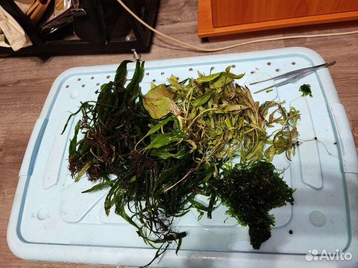 Растения в аквариум