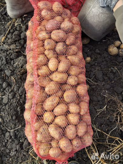 Продам картофель
