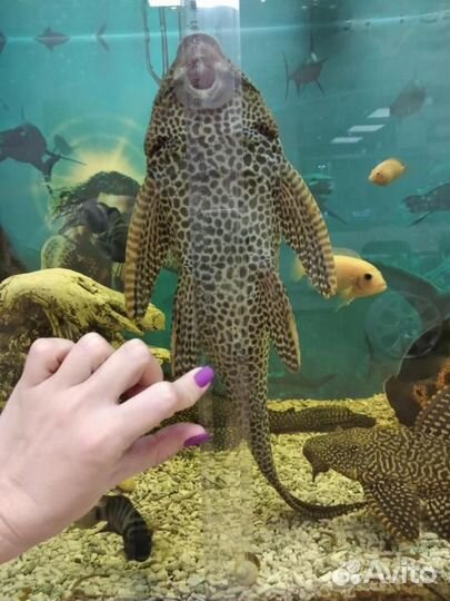 Аквариумные рыбы большие