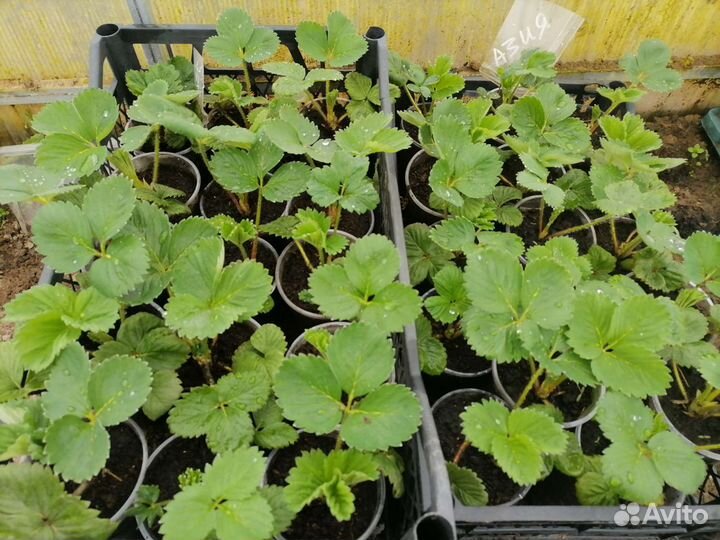 Рассада клубники